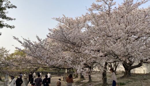 舞鶴公園で、花見散歩と飲み。